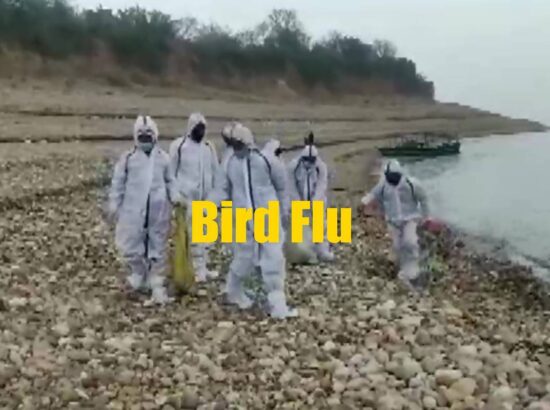 China Reported First Human Case of Bird Flu, New Strain