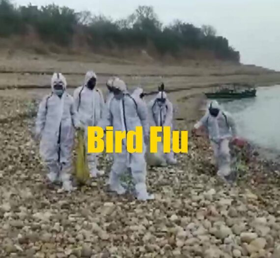 China Reported First Human Case of Bird Flu, New Strain